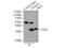 Estrogen Receptor Binding Site Associated Antigen 9 antibody, 12255-1-AP, Proteintech Group, Immunoprecipitation image 