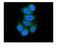 Acyl-CoA Dehydrogenase Short/Branched Chain antibody, A08652-1, Boster Biological Technology, Immunofluorescence image 