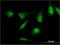 Ras Association Domain Family Member 4 antibody, H00083937-M08, Novus Biologicals, Immunocytochemistry image 
