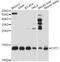 Cystatin C antibody, MBS127700, MyBioSource, Western Blot image 