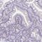 Ssu-2 Homolog antibody, NBP2-14692, Novus Biologicals, Immunohistochemistry frozen image 