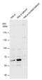 BIRC3 antibody, PA5-29643, Invitrogen Antibodies, Western Blot image 