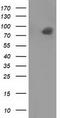 Receptor-type tyrosine-protein phosphatase epsilon antibody, TA501027S, Origene, Western Blot image 