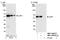 PDZ And LIM Domain 7 antibody, NBP1-06533, Novus Biologicals, Western Blot image 