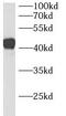 UDP-GlcNAc:BetaGal Beta-1,3-N-Acetylglucosaminyltransferase 3 antibody, FNab00768, FineTest, Western Blot image 