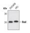 BCL2 Associated Agonist Of Cell Death antibody, MA5-14800, Invitrogen Antibodies, Western Blot image 
