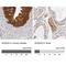 SH2 Domain Containing 4A antibody, NBP1-82158, Novus Biologicals, Immunohistochemistry paraffin image 