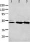 Matrix Metallopeptidase 19 antibody, orb107555, Biorbyt, Western Blot image 