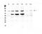 Signal Transducer And Activator Of Transcription 1 antibody, PA1075, Boster Biological Technology, Western Blot image 
