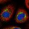 FGFR1 Oncogene Partner 2 antibody, HPA038696, Atlas Antibodies, Immunocytochemistry image 