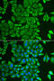 Acylaminoacyl-Peptide Hydrolase antibody, 15-005, ProSci, Immunofluorescence image 
