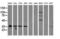 Non-Homologous End Joining Factor 1 antibody, LS-C172446, Lifespan Biosciences, Western Blot image 