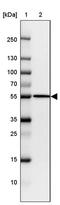 Fidgetin-like protein 1 antibody, PA5-63140, Invitrogen Antibodies, Western Blot image 
