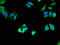 Cadherin 8 antibody, orb47939, Biorbyt, Immunofluorescence image 