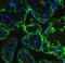 Annexin A5 antibody, PB9044, Boster Biological Technology, Immunofluorescence image 