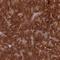 7-Dehydrocholesterol Reductase antibody, HPA044280, Atlas Antibodies, Immunohistochemistry paraffin image 