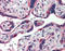 Golgi Glycoprotein 1 antibody, TA316782, Origene, Immunohistochemistry paraffin image 