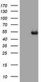 CD4 antibody, TA801998AM, Origene, Western Blot image 