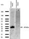 Amphiregulin antibody, 14-5370-82, Invitrogen Antibodies, Western Blot image 