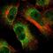 Protein lunapark antibody, HPA014205, Atlas Antibodies, Immunocytochemistry image 