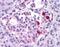 Gastric Inhibitory Polypeptide Receptor antibody, NLS1251, Novus Biologicals, Immunohistochemistry paraffin image 