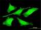 PR/SET Domain 4 antibody, H00011108-M01, Novus Biologicals, Immunocytochemistry image 