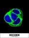 Exocyst Complex Component 3 Like 1 antibody, 55-746, ProSci, Immunofluorescence image 