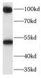 Retrotransposon-derived protein PEG10 antibody, FNab06302, FineTest, Western Blot image 