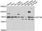 Zinc Finger Protein 169 antibody, abx006985, Abbexa, Western Blot image 