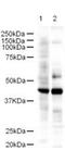 LIM Domain Binding 2 antibody, A09871, Boster Biological Technology, Western Blot image 