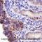 Endoglin antibody, NB100-77666, Novus Biologicals, Immunohistochemistry paraffin image 