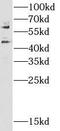 Calcium/Calmodulin Dependent Protein Kinase II Alpha antibody, FNab01228, FineTest, Western Blot image 