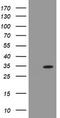 Pyridoxal Phosphate Binding Protein antibody, TA505130S, Origene, Western Blot image 