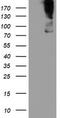 Zinc Finger BED-Type Containing 1 antibody, TA505044AM, Origene, Western Blot image 