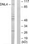 DNA ligase 4 antibody, LS-C119547, Lifespan Biosciences, Western Blot image 