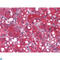 Proto-oncogene Wnt-1 antibody, LS-C812863, Lifespan Biosciences, Immunohistochemistry paraffin image 