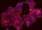 Translocase Of Outer Mitochondrial Membrane 70 antibody, A09172-2, Boster Biological Technology, Immunofluorescence image 
