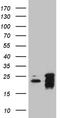 BAX antibody, CF810334, Origene, Western Blot image 