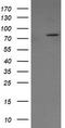 SEC14 And Spectrin Domain Containing 1 antibody, TA505938, Origene, Western Blot image 
