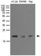 Probable 7,8-dihydro-8-oxoguanine triphosphatase NUDT15 antibody, TA890049, Origene, Western Blot image 