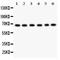 Protein Kinase C Iota antibody, LS-C357506, Lifespan Biosciences, Western Blot image 