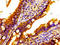 MIMP antibody, LS-C673749, Lifespan Biosciences, Immunohistochemistry paraffin image 