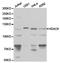 Histone Deacetylase 6 antibody, TA327156, Origene, Western Blot image 