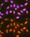 Poly(RC) Binding Protein 2 antibody, GTX33389, GeneTex, Immunofluorescence image 