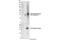 Etoposide-induced protein 2.4 antibody, 42328S, Cell Signaling Technology, Western Blot image 