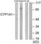 Cytochrome P450 Family 1 Subfamily A Member 1 antibody, TA311781, Origene, Western Blot image 