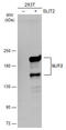 Slit Guidance Ligand 2 antibody, GTX118220, GeneTex, Western Blot image 