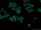 NUMBL antibody, 66155-1-Ig, Proteintech Group, Immunofluorescence image 