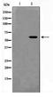 MutY DNA Glycosylase antibody, TA347572, Origene, Western Blot image 