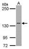 RNA Polymerase II Subunit B antibody, TA308532, Origene, Western Blot image 